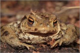 <p>ROPUCHA OBECNÁ (Bufo bufo) ---- /Common toad - Erdkröte/</p>